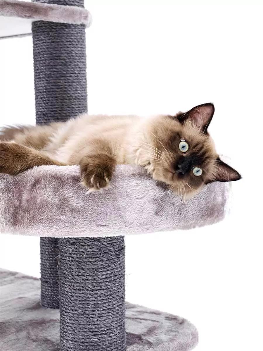 Vista 170 Cappuccino Kattenkrabpaal - Afbeelding 10