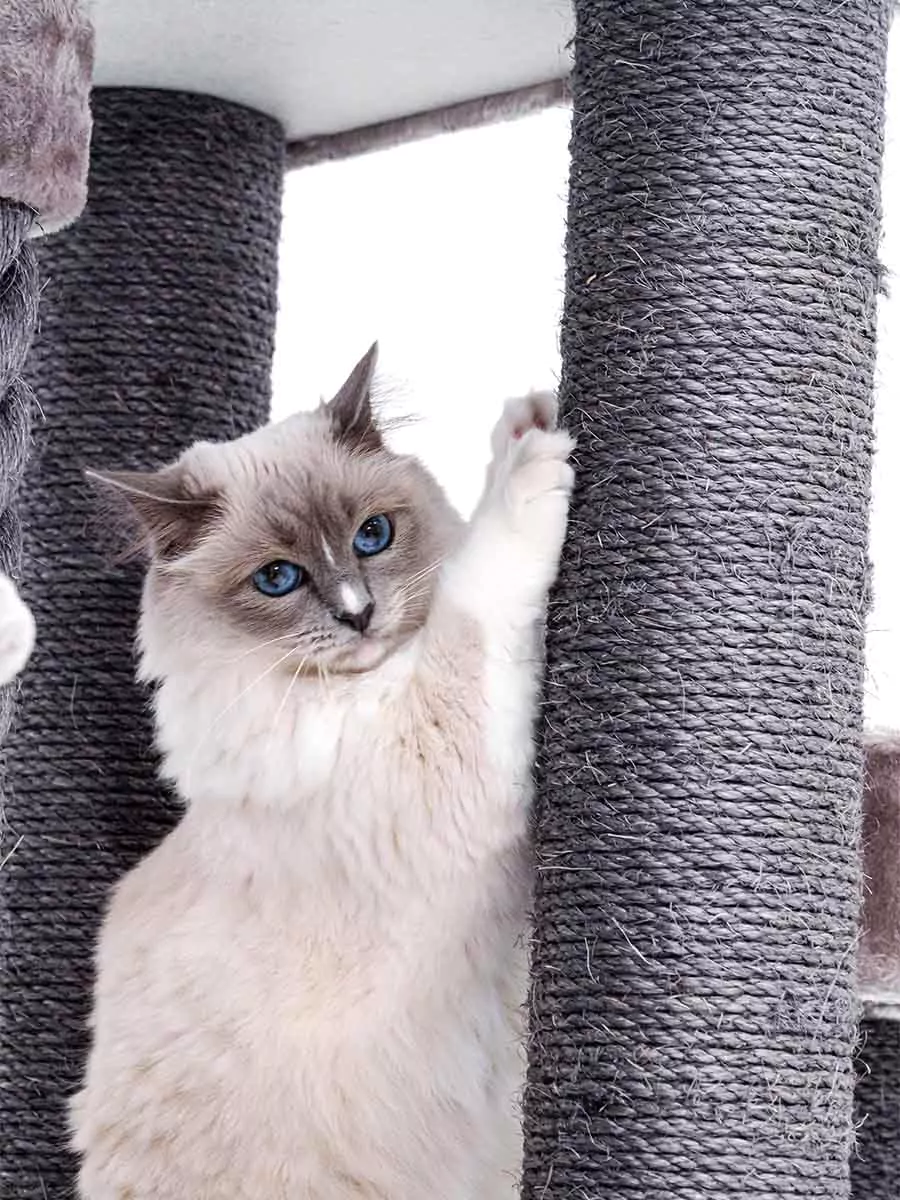 Vista 170 Cappuccino Kattenkrabpaal - Afbeelding 6