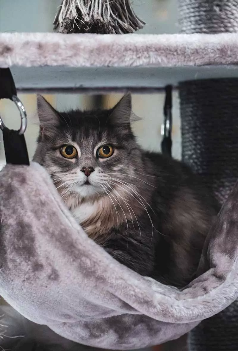 Vista 170 Cappuccino Kattenkrabpaal - Afbeelding 3