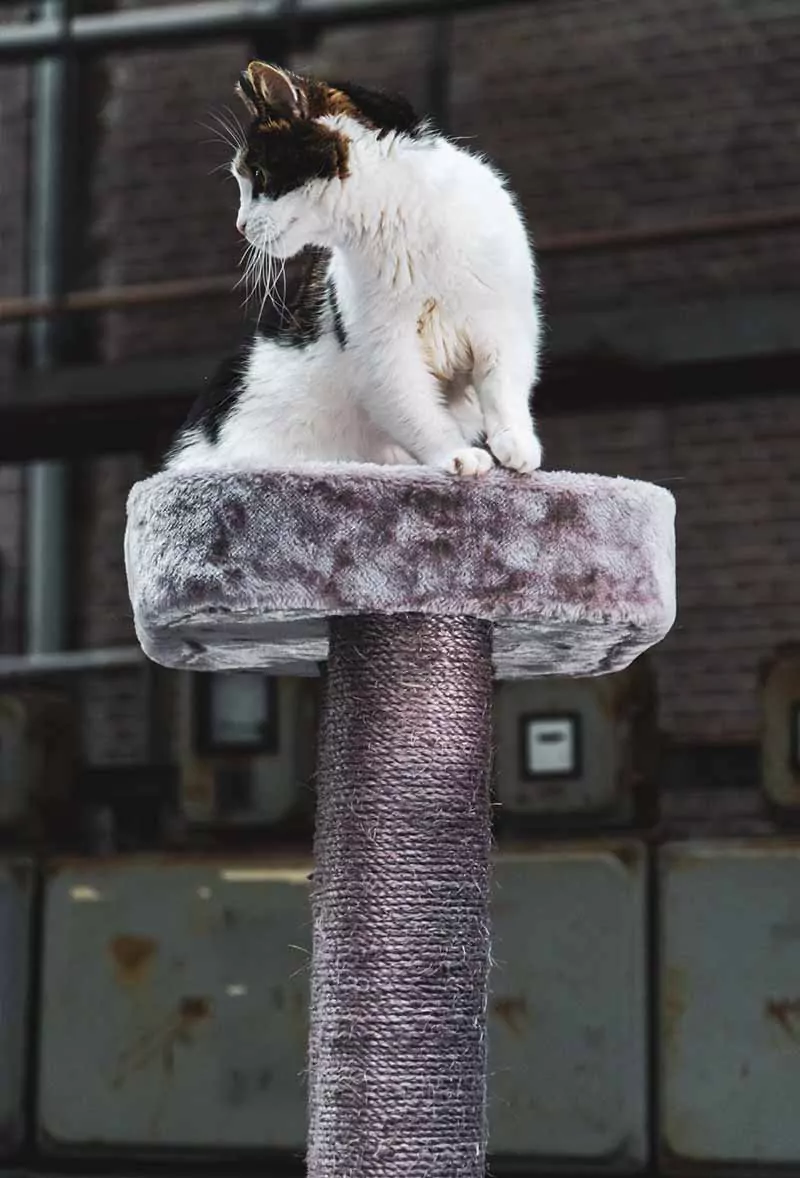 Vista 170 Cappuccino Kattenkrabpaal - Afbeelding 2