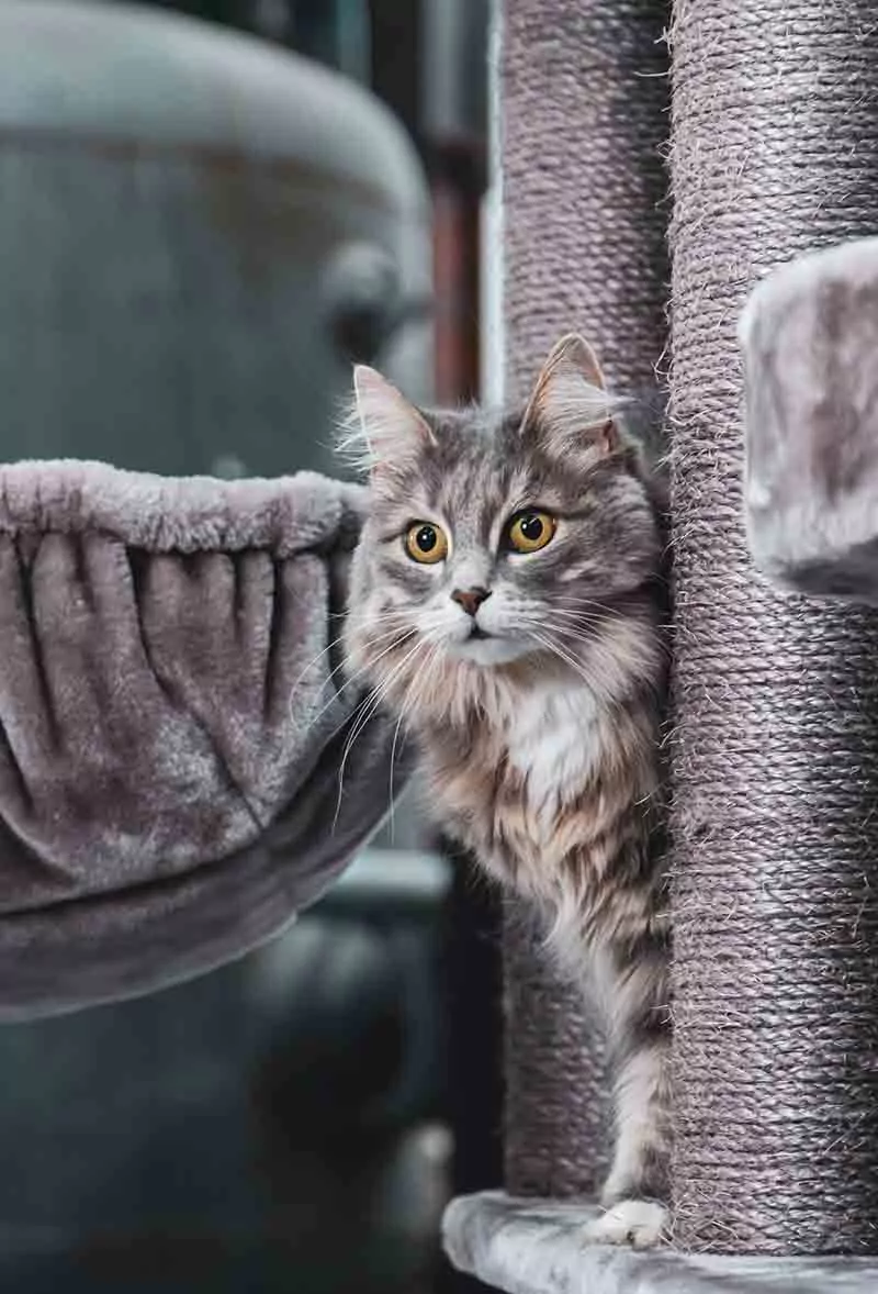 Vista 170 Cappuccino Kattenkrabpaal - Afbeelding 8