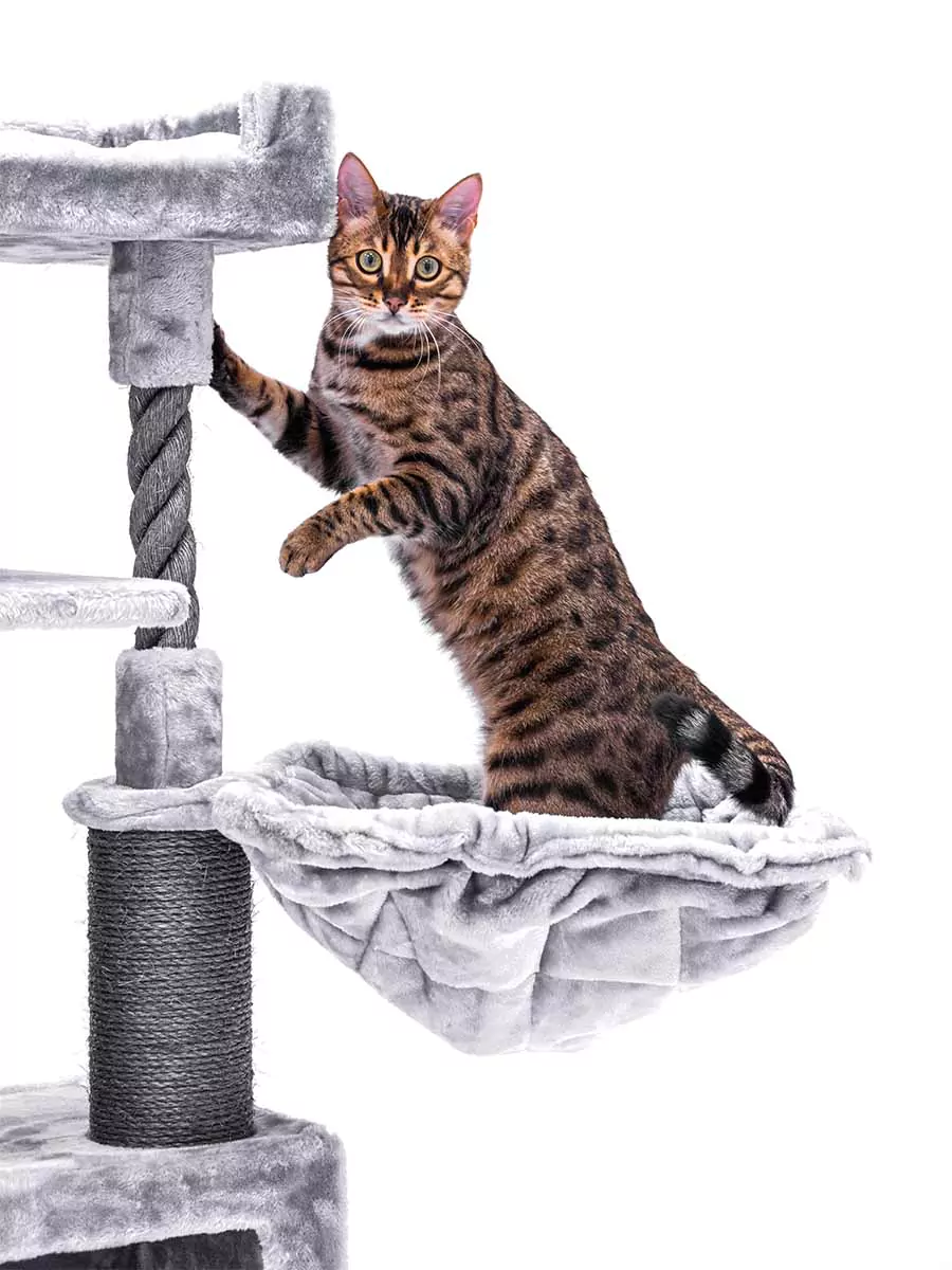 Parklane 131 Cappuccino Kattenkrabpaal - Afbeelding 4