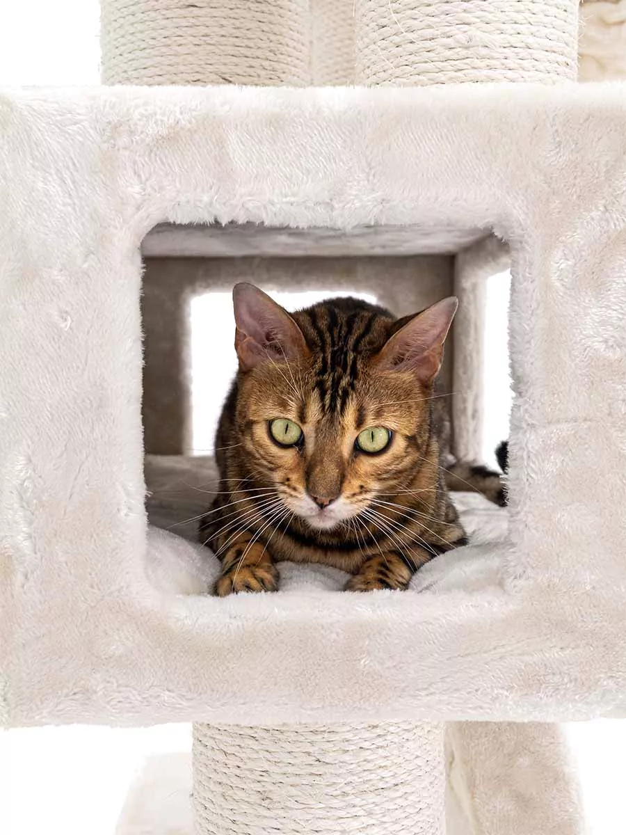 Parklane 175 Crèmekleurige kattenkrabpaal - Afbeelding 5