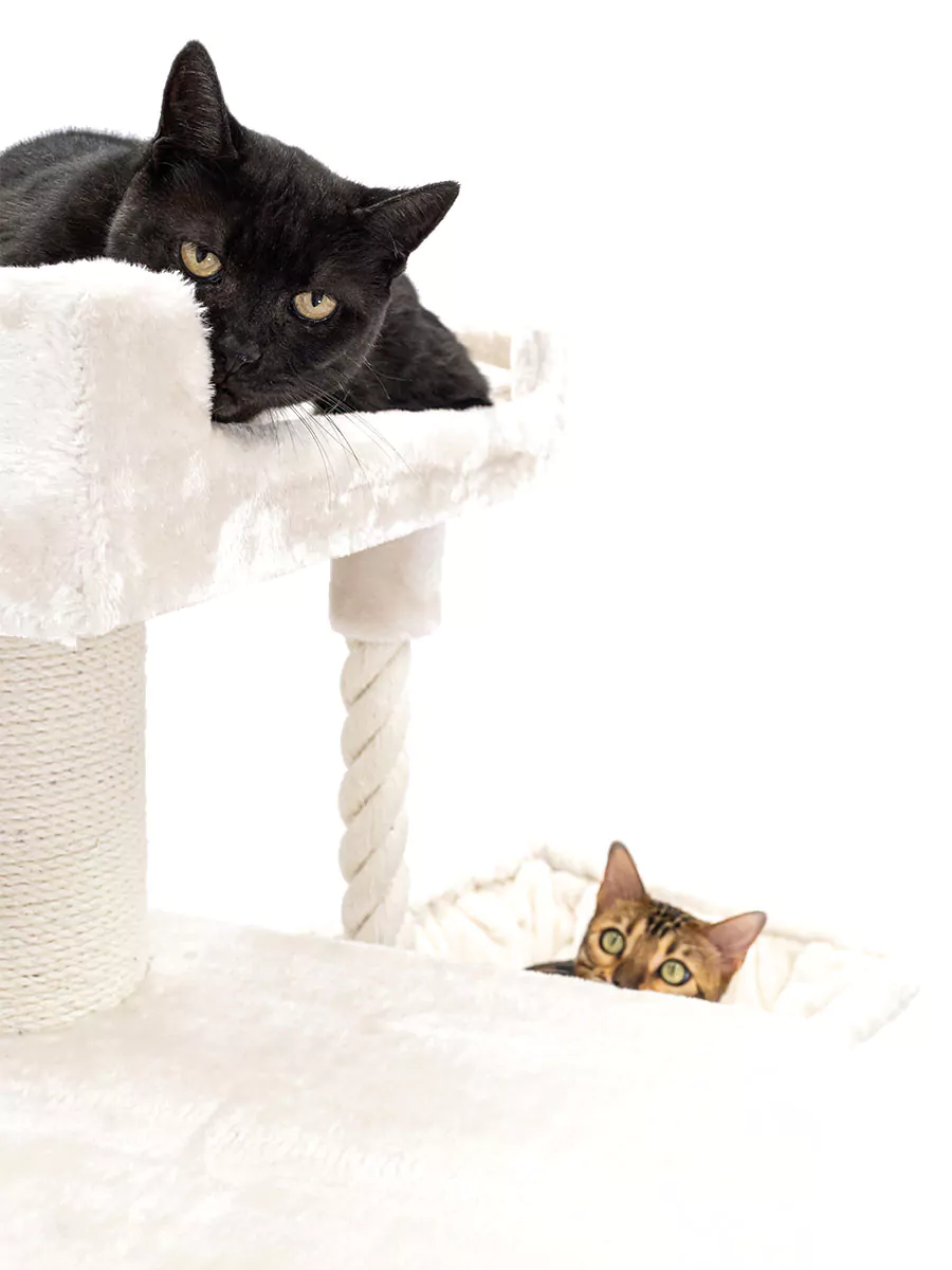 Parklane 175 Crèmekleurige kattenkrabpaal - Afbeelding 4