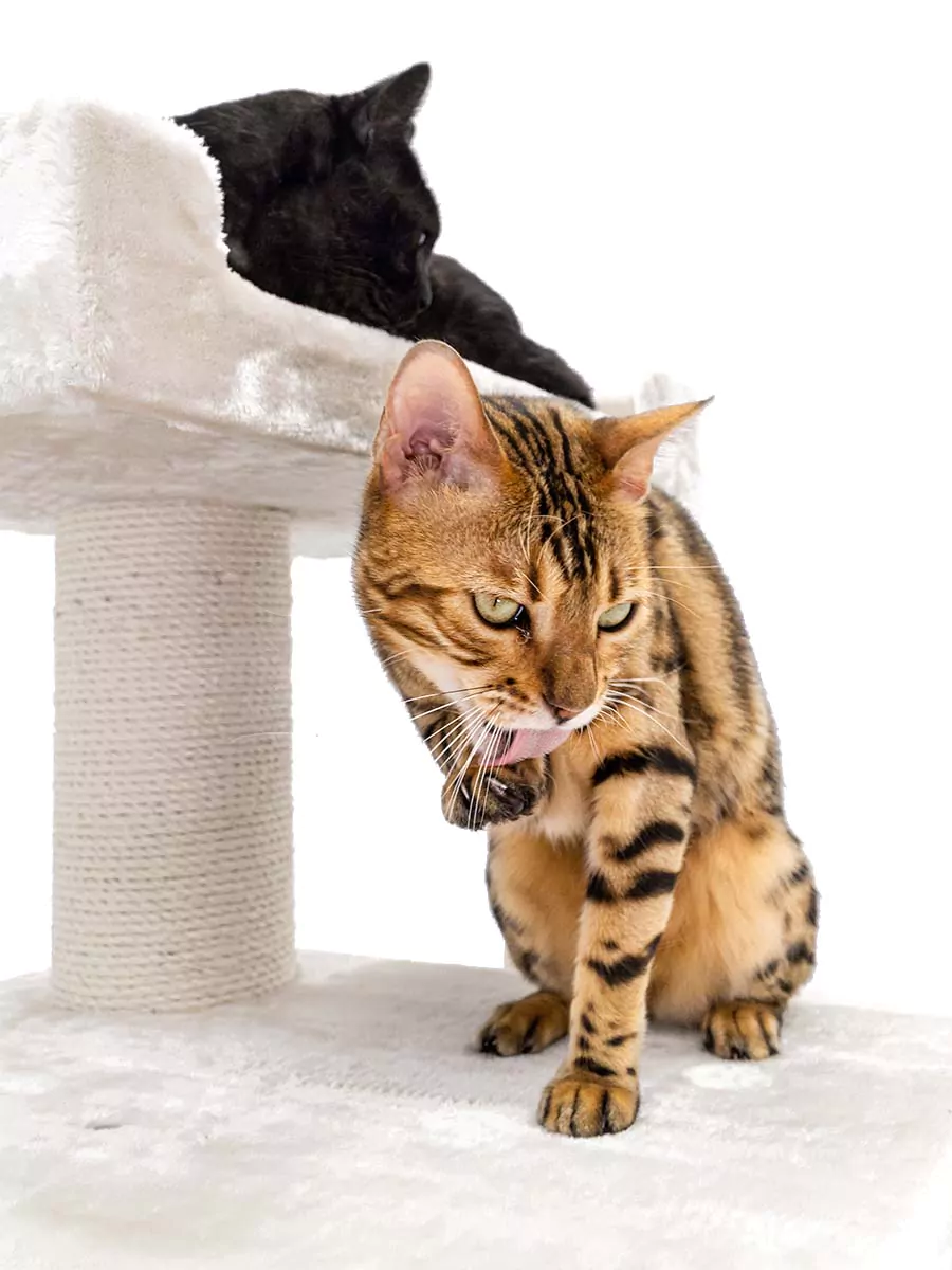 Parklane 175 Crèmekleurige kattenkrabpaal - Afbeelding 3