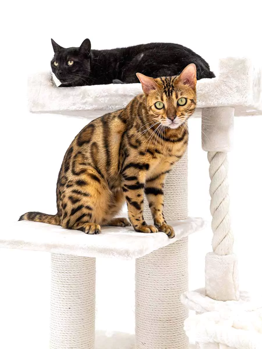 Parklane 175 Crèmekleurige kattenkrabpaal - Afbeelding 8