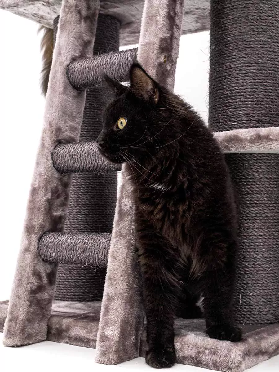 Parklane 175 Cappuccino Kattenkrabpaal - Afbeelding 3