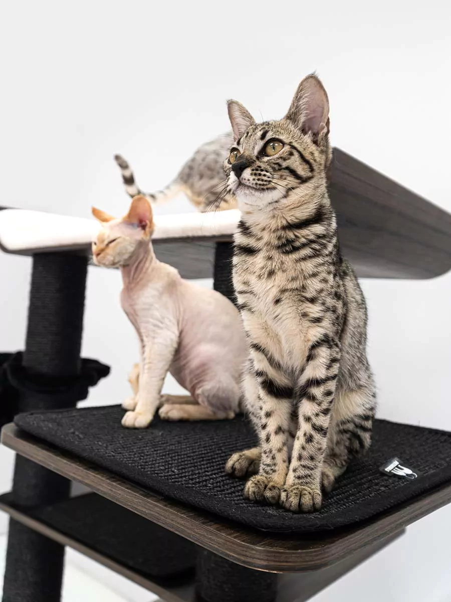 Scorpius 187 Kattenkrabpaal - Afbeelding 2