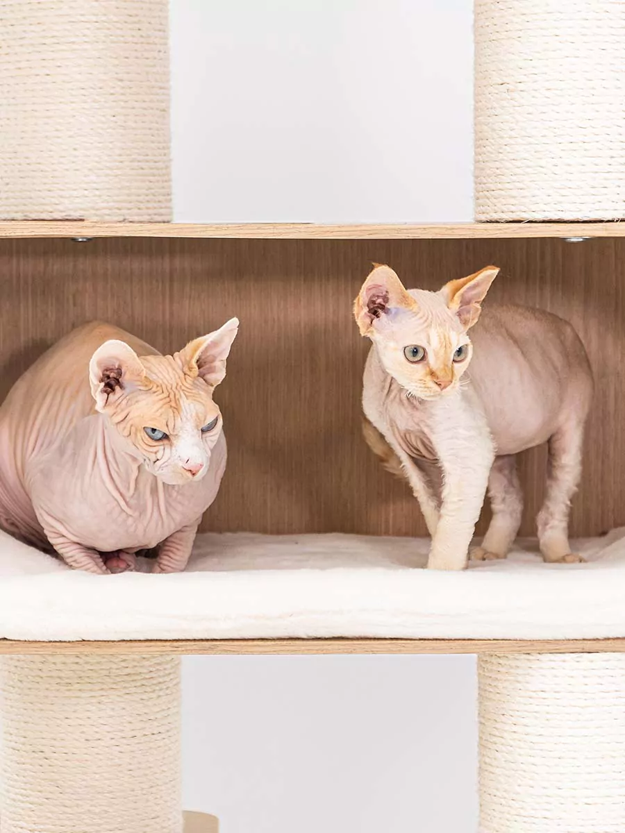 Tiragraffi Virgo 173 Roestig eiken - Afbeelding 7