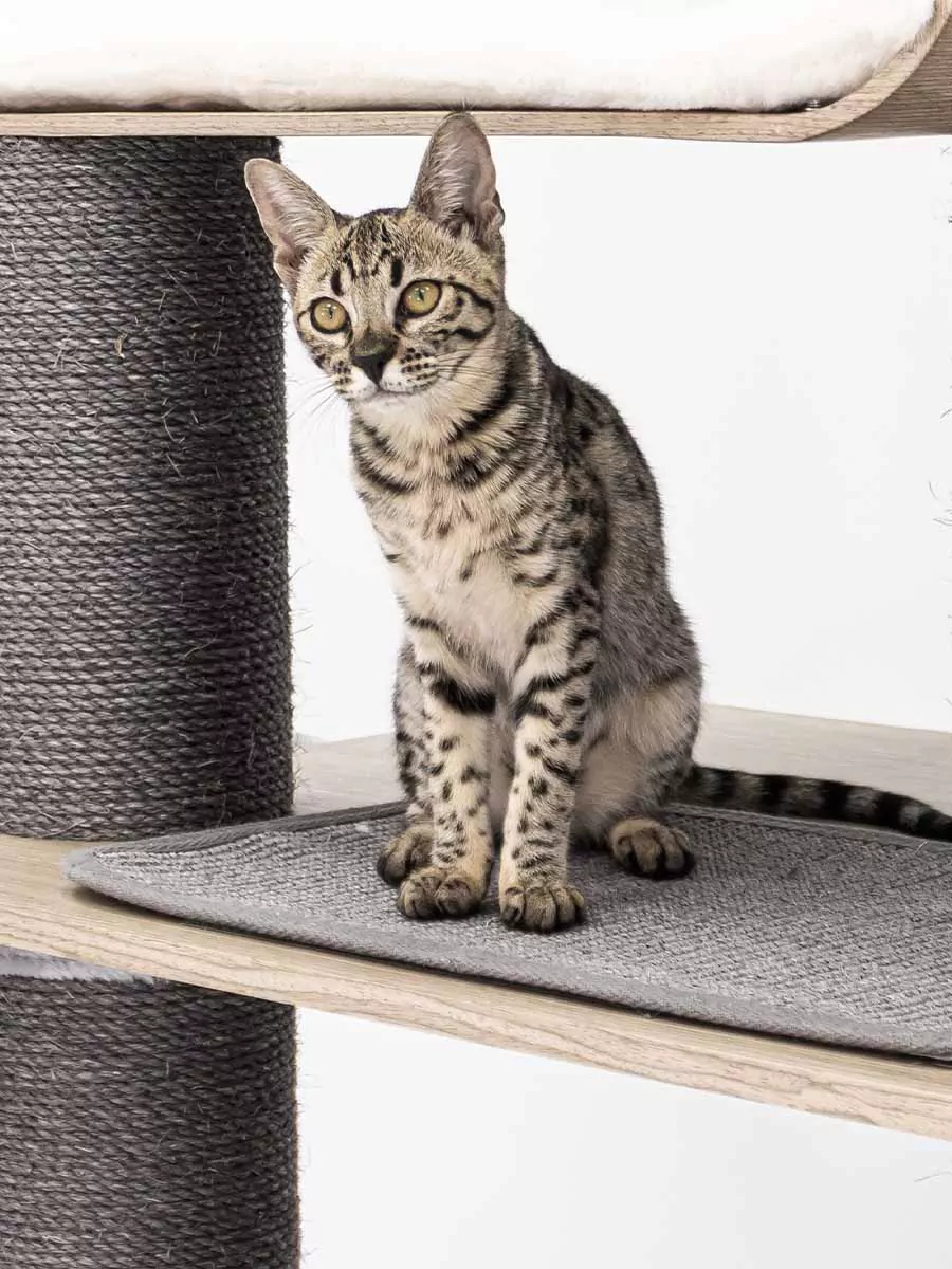 Virgo 173 Kattenkrabpaal Antiek Grijs - Afbeelding 14