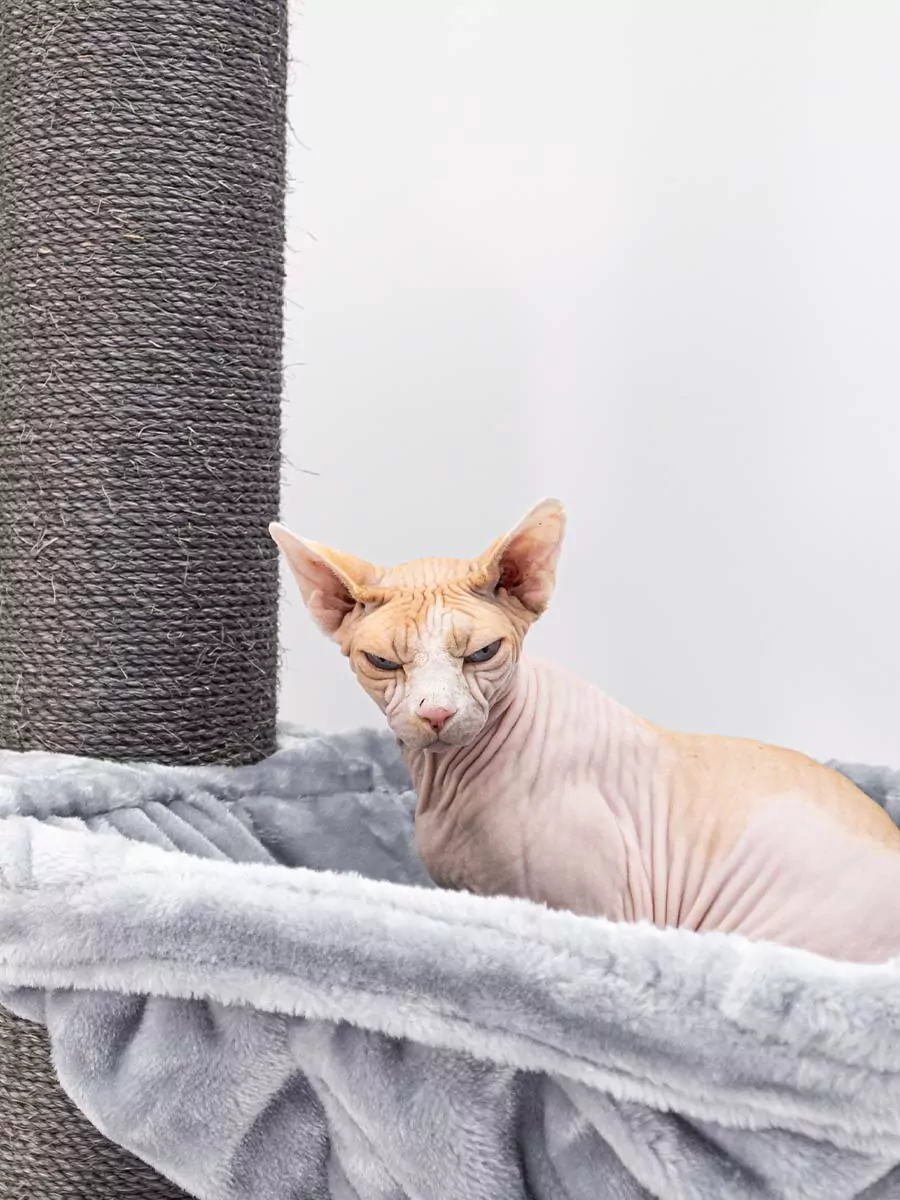 Virgo 173 Kattenkrabpaal Antiek Grijs - Afbeelding 15