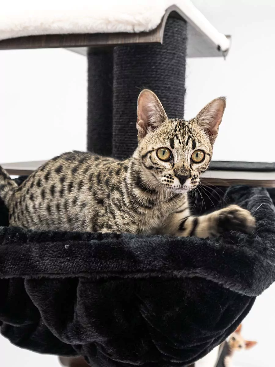 Maagd 196 Kattenkrabpaal - Afbeelding 6