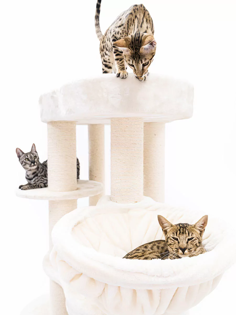 Isabella 170 Crème Kattenkrabpaal - Afbeelding 4