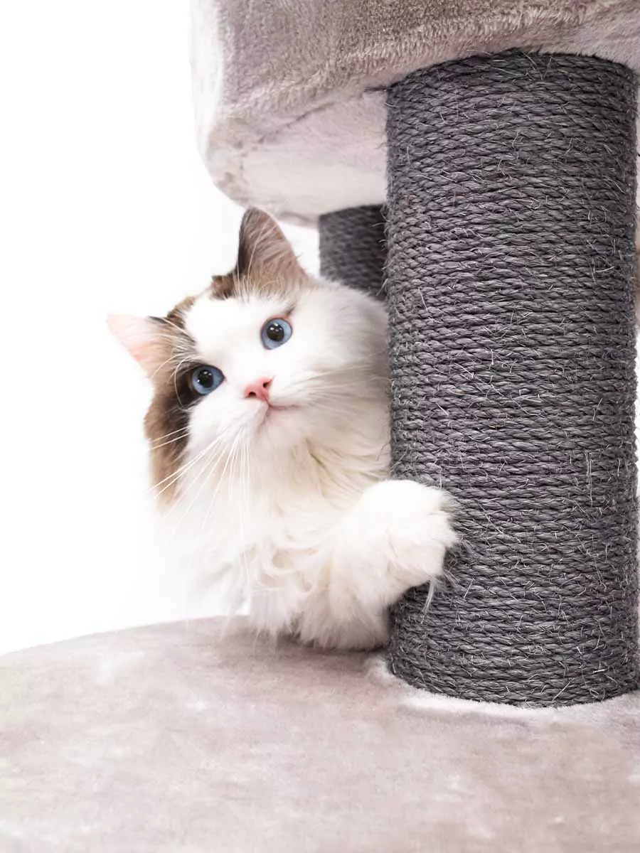 Isabella 170 Cappuccino Kattenkrabpaal - Afbeelding 9