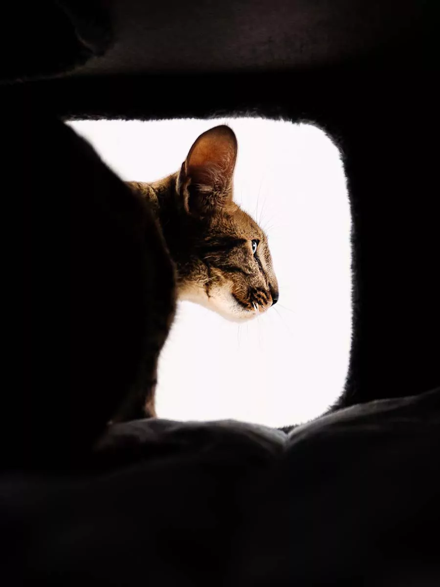 Kras de ton Vault 118 Pepper - Afbeelding 5